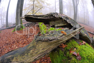 Totholz im Naturschutzgebiet Rohrberg