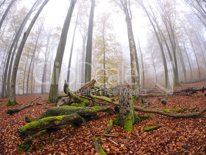 Totholz im Naturschutzgebiet Rohrberg