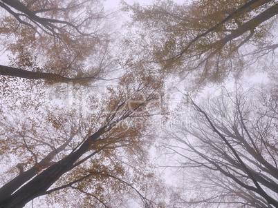 Baumkronen in Herbstfaerbung