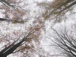 Baumkronen in Herbstfaerbung