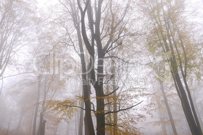 Buchen im Nebel, Spessart