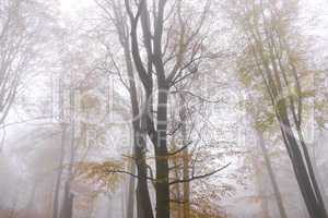 Buchen im Nebel, Spessart