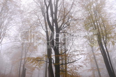 Buchen im Nebel, Spessart