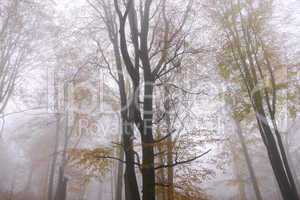 Buchen im Nebel, Spessart