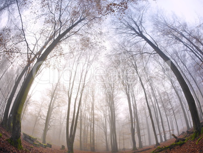 Buchen im Nebel mit Fish-eye