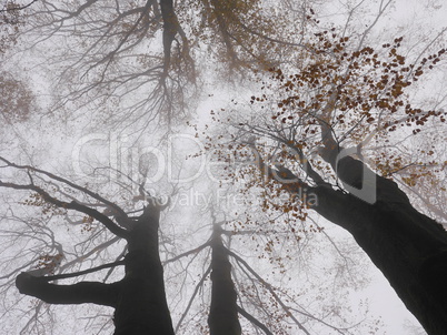 Buchen im Nebel, Spessart