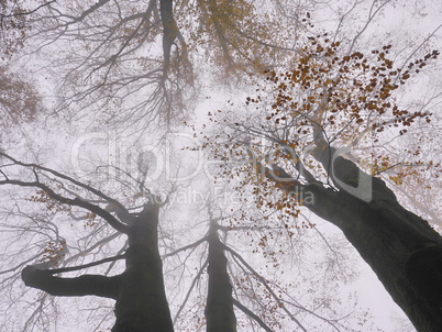 Buchen im Nebel, Spessart