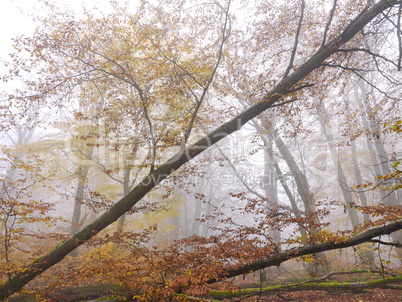 Buchen im Nebel, Spessart