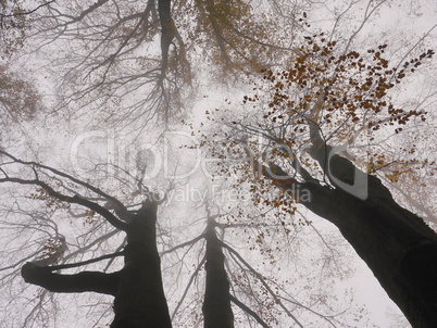 Buchen im Nebel, Spessart