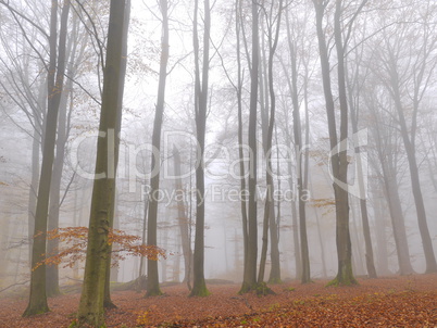 Buchen im Nebel, Spessart