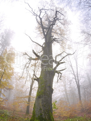 Alte Eiche im Naturschutzgebiet Rohrberg