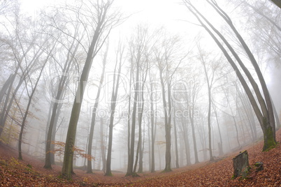 Buchen im Nebel, Spessart