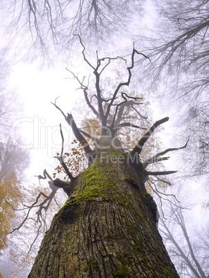 Alte Eiche im Naturschutzgebiet Rohrberg