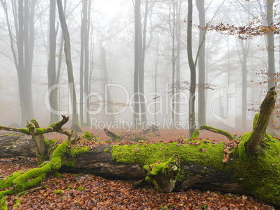 Totholz im Naturschutzgebiet Rohrberg