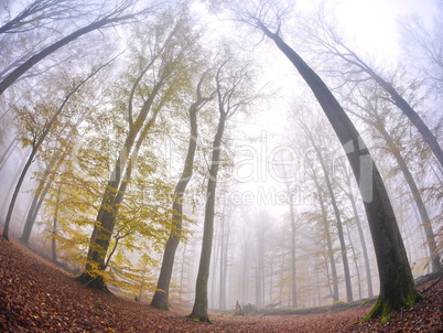 Buchen im Nebel, Spessart