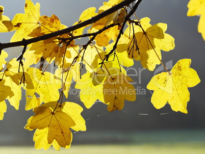 Ahornblatt in Herbstfaerbung