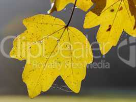 Ahornblatt in Herbstfaerbung