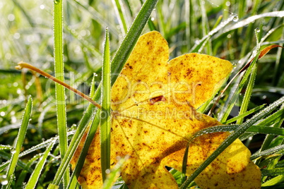 Ahornblatt in Herbstfaerbung