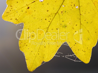 Ahornblatt in Herbstfaerbung