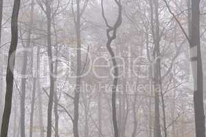 Baumsilhouette im Nebel