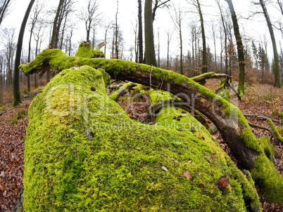 Bemoostes Totholz im Spessart