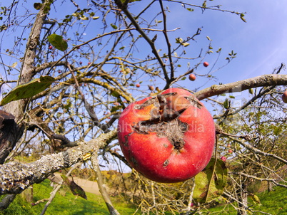 Bioapfel