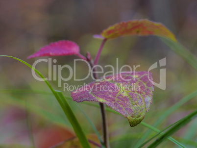 Gefaerbtes Blatt im Herbst