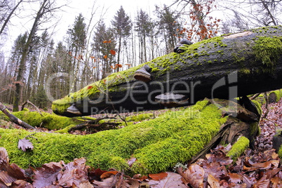 Bemoostes Totholz im Spessart