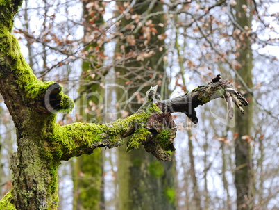 Bemoostes Totholz im Spessart