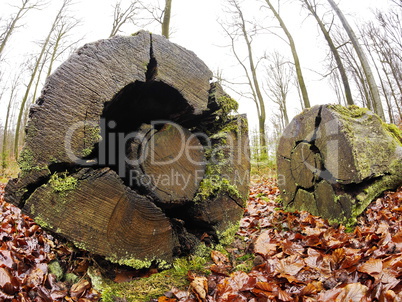 Bemoostes Totholz im Spessart