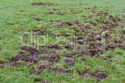 Flurschaden durch Wildschweine