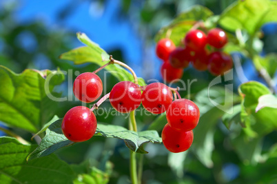 Bunches of Viburnum