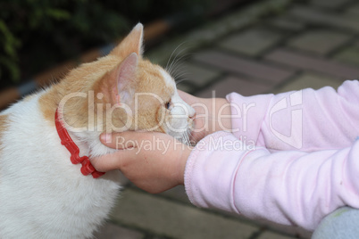 Cute little girl holding a red cat