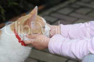 Cute little girl holding a red cat