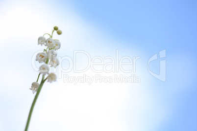 Lily of the Valley flowers against blue sky