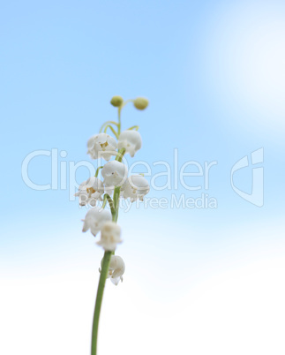 Lily of the Valley flowers against blue sky
