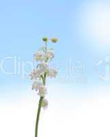 Lily of the Valley flowers against blue sky
