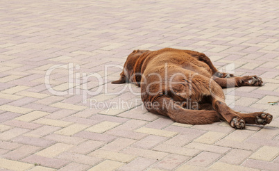 Chocolate labrador lying in the yard