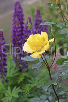 Yellow rose in the garden