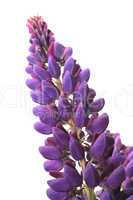 Purple and white lupine flower close-up