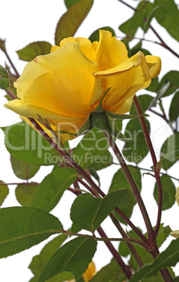 Yellow rose in the garden