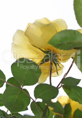 Yellow rose in the garden