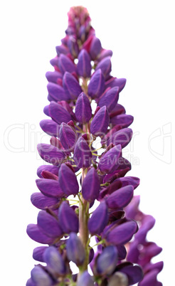 Purple and white lupine flower close-up