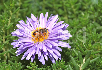 Bee with big eyes sitting on a purple flower