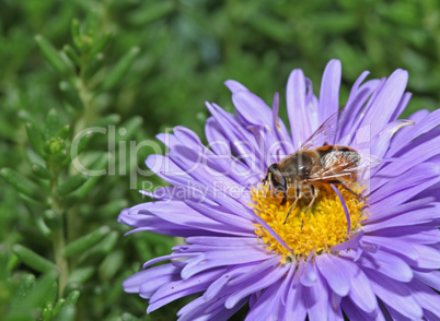 Bee with big eyes sitting on a purple flower