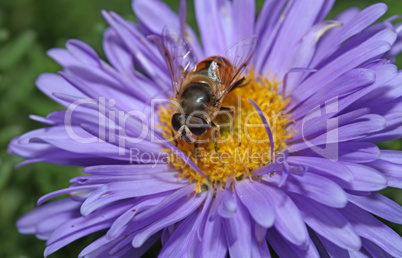 Bee with big eyes sitting on a purple flower