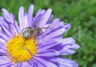 Grey spider sitting on a purple flower