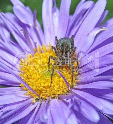 Grey spider sitting on a purple flower