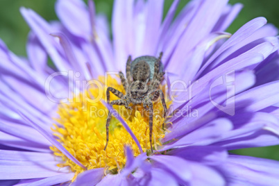 Grey spider sitting on a purple flower