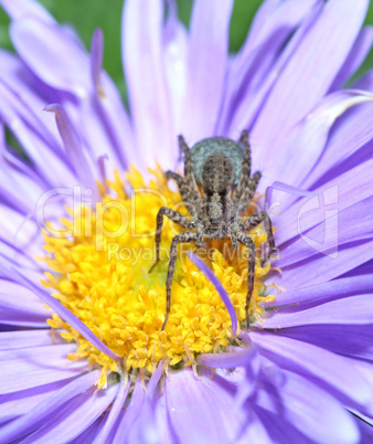 Grey spider sitting on a purple flower